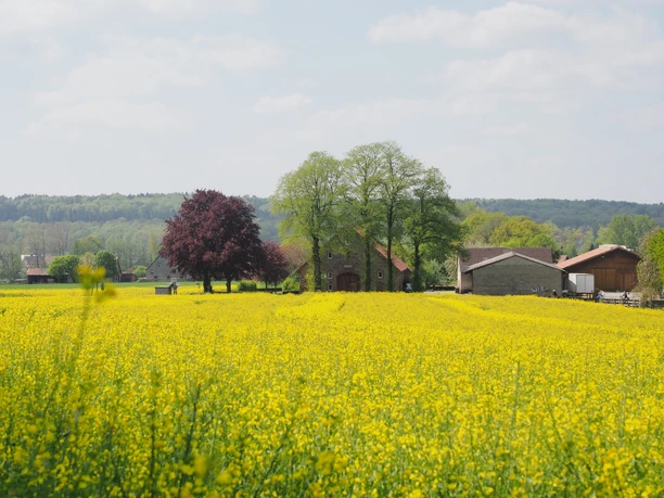 Koolzaadveld op de voorgrond, boerderij met bomen op de achtergrond, strakblauwe lucht.