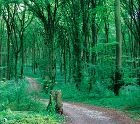 blombrg Ein schmaler Waldweg führt durch einen dichten, grünen Laubwald.