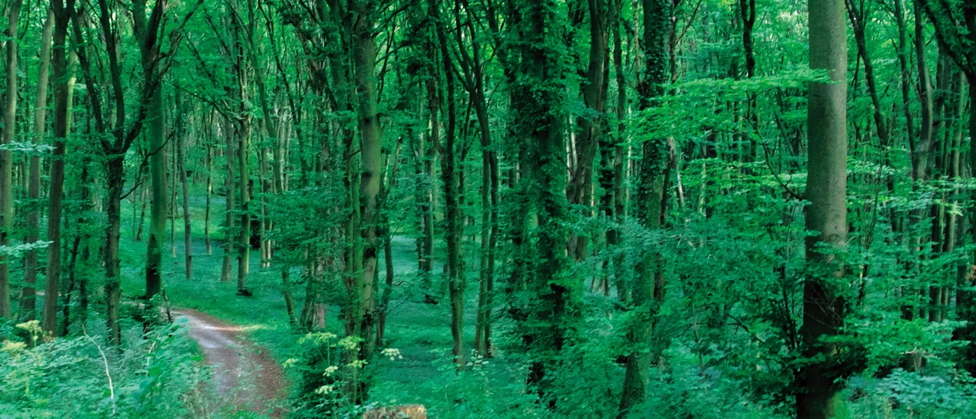 blombrg Ein schmaler Waldweg führt durch einen dichten, grünen Laubwald.