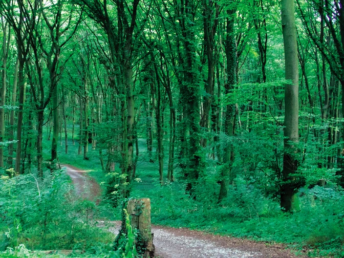 blombrg Ein schmaler Waldweg führt durch einen dichten, grünen Laubwald.