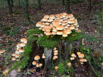 Orangefarbene Pilze wachsen auf einem bemoosten Baumstumpf im herbstlichen Wald.Orange mushrooms grow on a mossy tree stump in the autumn forest.Orangefarvede svampe vokser på en mosbegroet træstub i efterårsskoven.Oranjekleurige paddenstoelen groeien op een bemoste boomstronk in het herfstbos.