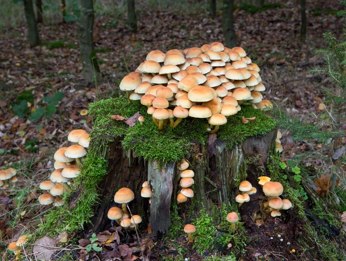 Pilze im Zwickenbachtal Orangefarbene Pilze wachsen auf einem bemoosten Baumstumpf im herbstlichen Wald.Orange mushrooms grow on a mossy tree stump in the autumn forest.Orangefarvede svampe vokser på en mosbegroet træstub i efterårsskoven.Oranjekleurige paddenstoelen groeien op een bemoste boomstronk in het herfstbos.