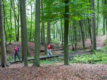 Das Zwickenbachtal Zwei Wanderer überqueren eine schmale Holzbrücke in einem grünen Wald.Two hikers cross a narrow wooden bridge in a green forest.To vandrere krydser en smal træbro i en grøn skov.Twee wandelaars steken een smalle houten brug over in een groen bos.