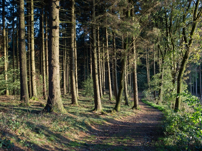 Herbstlicher Waldweg in einem sonnenbeschienenen Nadelwald mit grünen Moosflächen.Autumnal forest path in a sunlit coniferous forest with green mossy areas.Efterårsagtig skovsti i en solbeskinnet nåleskov med grønne mosbevoksede områder.Herfstig bospad in een zonovergoten naaldbos met groene bemoste delen.