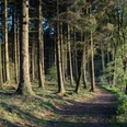 Im Wald Herbstlicher Waldweg in einem sonnenbeschienenen Nadelwald mit grünen Moosflächen.Autumnal forest path in a sunlit coniferous forest with green mossy areas.Efterårsagtig skovsti i en solbeskinnet nåleskov med grønne mosbevoksede områder.Herfstig bospad in een zonovergoten naaldbos met groene bemoste delen.