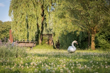 kurpark_marlen-rasche Ein Schwan spaziert durch eine grüne Wiese mit Bäumen und einer Bank im Hintergrund.