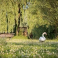 kurpark_marlen-rasche Ein Schwan spaziert durch eine grüne Wiese mit Bäumen und einer Bank im Hintergrund.