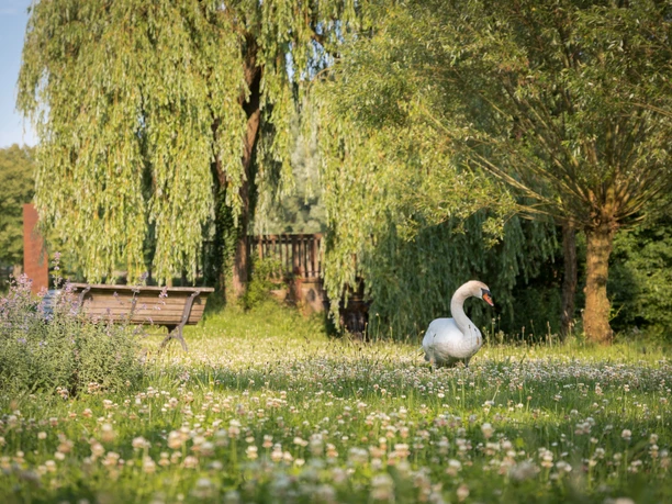kurpark_marlen-rasche Ein Schwan spaziert durch eine grüne Wiese mit Bäumen und einer Bank im Hintergrund.