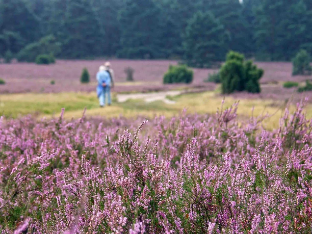 In bloom in the Lüneburg Heath In bloom in the Lüneburg Heath