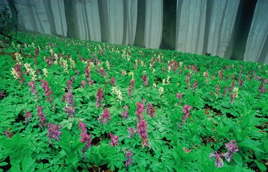 lerchensporn-im-blomberg Blühende Blumen in einem dichten, nebligen Wald.