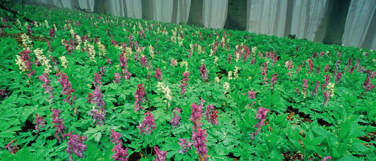 lerchensporn-im-blomberg Blühende Blumen in einem dichten, nebligen Wald.