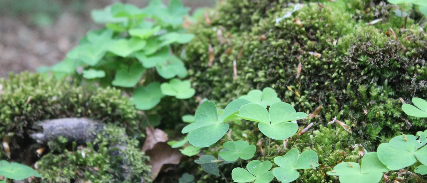 klee Moosbewachsener Waldboden mit Wildklee in einem natürlichen Waldgebiet.