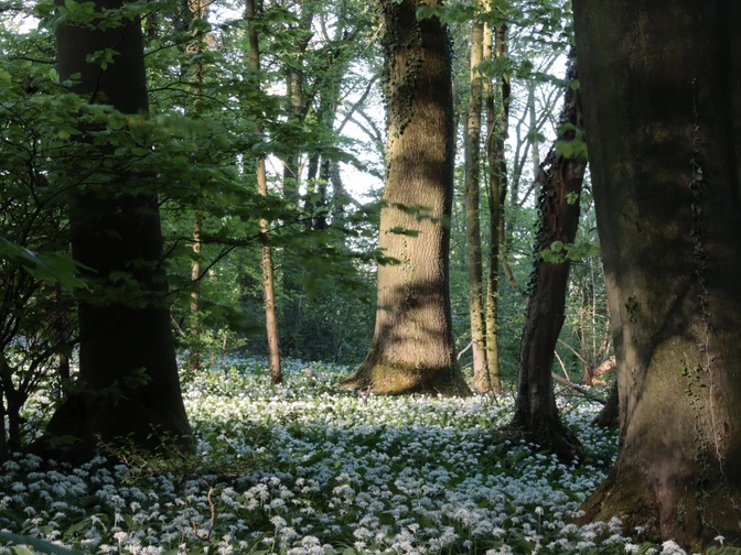 b-rlauch-blomberg Heller Wald mit blühendem Bärlauch am Boden und Sonnenstrahlen durch Baumkronen.Bright forest with wild garlic in bloom on the ground and rays of sunshine through the treetops.Lys skov med blomstrende ramsløg på jorden og solstråler gennem trætoppene.Helder bos met bloeiende wilde knoflook op de grond en zonnestralen door de boomtoppen.