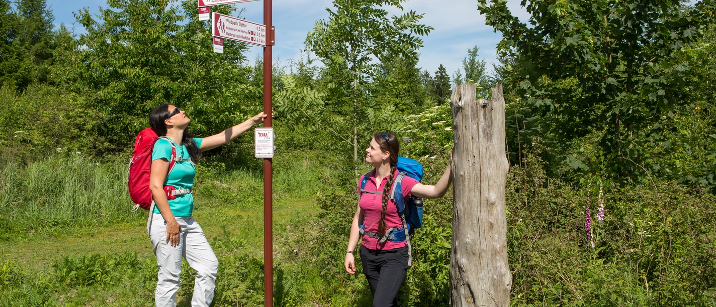 Beschilderung des Wanderweges Two hikers study signposts in a green, wooded setting.
