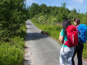 Zwei Wanderer beobachten ein Wildschwein, das über einen schmalen Weg im Wald läuft.Two hikers observe a wild boar running across a narrow path in the forest.To vandrere ser et vildsvin løbe over en smal sti i skoven.Twee wandelaars zien een wild zwijn over een smal bospaadje rennen.