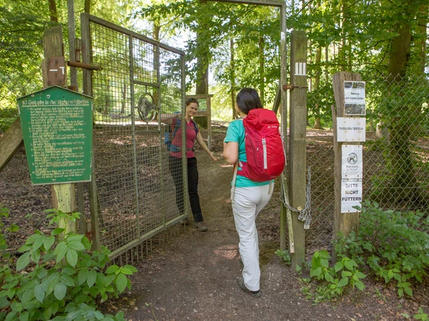 Zugang zum Wildschweinpark Two people enter a fenced forest path through an open gate in the green forest.