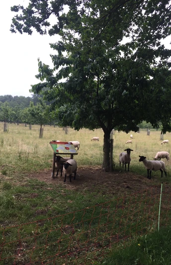 Kirschlehrpfad_Schafe_CC_Gemeinde_Hagen_atw