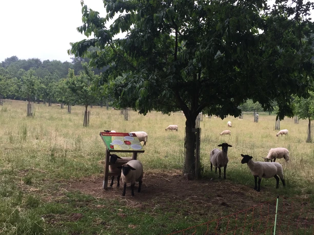 Kirschlehrpfad_Schafe_CC_Gemeinde_Hagen_atw