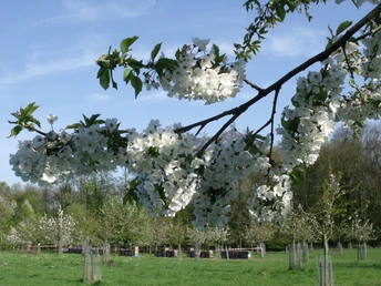 Kirschlehrpfad_Hagen_CC_Gemeinde Hagen aTW