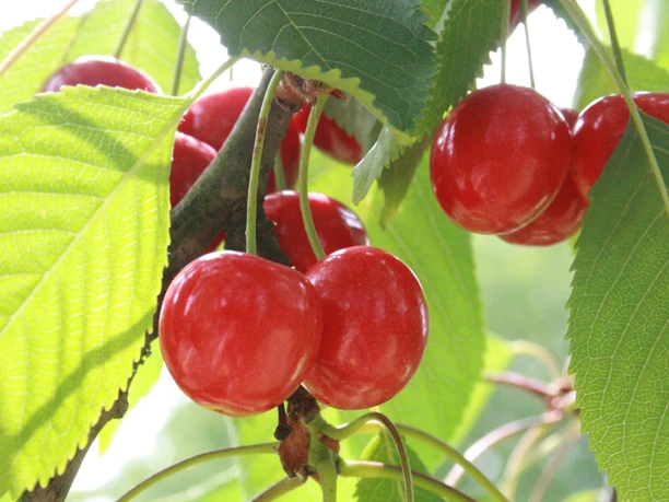 Süßkirschen_hellrot_Hagen aTW_CC_Gemeinde Hagen atw