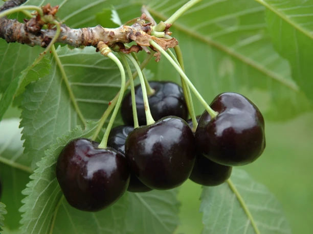 landele_Süßkirsche_CC_Gemeinde Hagen atw