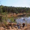 Ein kleiner, von Bäumen umgebener Teich in einer offenen, bewaldeten Heidelandschaft.