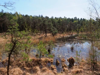 Moorlandschaft A small pond surrounded by trees in an open, wooded heath landscape.