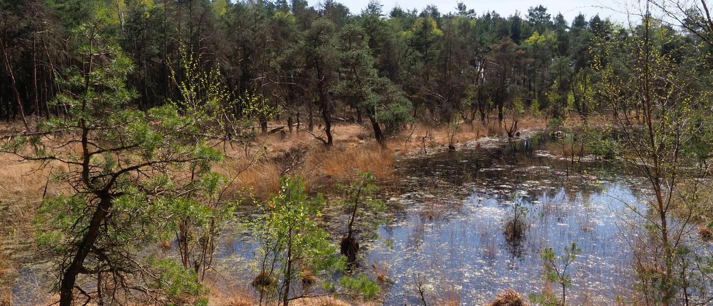 Moorlandschaft Ein kleiner, von Bäumen umgebener Teich in einer offenen, bewaldeten Heidelandschaft.
