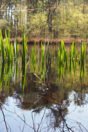 Gräser spiegeln sich in einem ruhigen Teich, umgeben von Bäumen im Hintergrund.Grasses are reflected in a calm pond, surrounded by trees in the background.Græsser spejler sig i en rolig dam, omgivet af træer i baggrunden.Grassen worden weerspiegeld in een kalme vijver, omringd door bomen op de achtergrond.