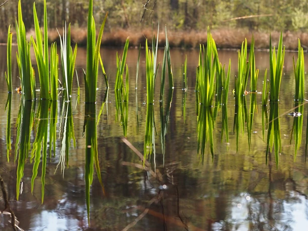 Grassen worden weerspiegeld in een kalme vijver, omringd door bomen op de achtergrond.