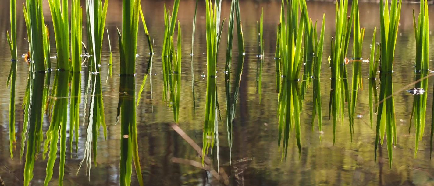 Im Grasmoor Gräser spiegeln sich in einem ruhigen Teich, umgeben von Bäumen im Hintergrund.