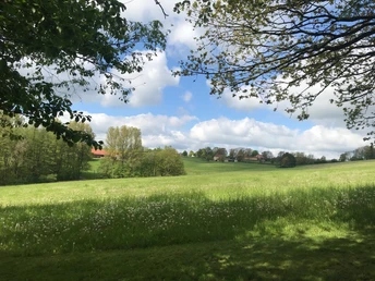 Grüne Wiese mit Löwenzahn, Bäume im Hintergrund, unter blauem Himmel mit weißen Wolken.