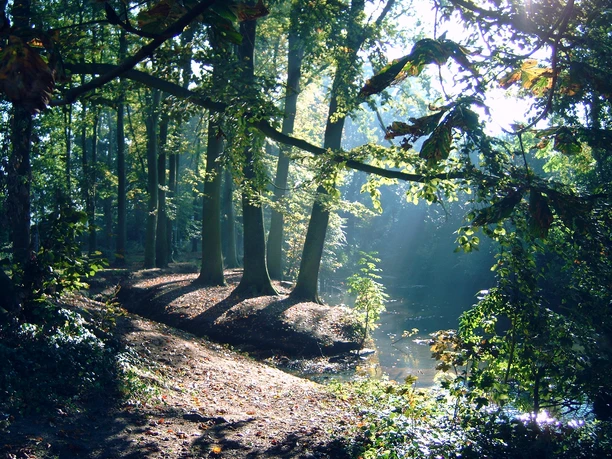 Park der Deutschen Einheit.jpg Ein lichtdurchfluteter Waldweg führt an einem kleinen, ruhigen Bach entlang.