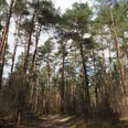 Hohe Kiefern im Wald mit leicht bewölktem Himmel und einem schmalen Wanderweg.Tall pine trees in the forest with a slightly cloudy sky and a narrow hiking trail.Høje fyrretræer i skoven med en let overskyet himmel og en smal vandresti.Hoge dennenbomen in het bos met een licht bewolkte lucht en een smal wandelpad.