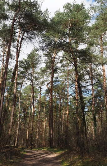 Hohe Kiefern im Wald mit leicht bewölktem Himmel und einem schmalen Wanderweg.Tall pine trees in the forest with a slightly cloudy sky and a narrow hiking trail.Høje fyrretræer i skoven med en let overskyet himmel og en smal vandresti.Hoge dennenbomen in het bos met een licht bewolkte lucht en een smal wandelpad.