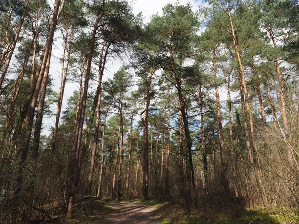 TERRA.track Kulturpfad Königstannen Hohe Kiefern im Wald mit leicht bewölktem Himmel und einem schmalen Wanderweg.