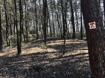 TERRA.track Kulturpfad Königstannen Waldweg mit Bäumen im Sonnenlicht, weiß-rotes Wanderzeichen an einem Baum.Forest path with trees in the sunlight, white and red hiking sign on a tree.Skovsti med træer i sollys, hvidt og rødt vandreskilt på et træ.Bospad met bomen in het zonlicht, wit en rood wandelbord op een boom.