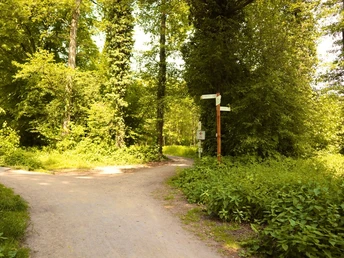 Kirchweg Einstiegspunkt Ein idyllischer Waldweg, der sich an einer Weggabelung durch dichtes, grünes Blattwerk schlängelt.
