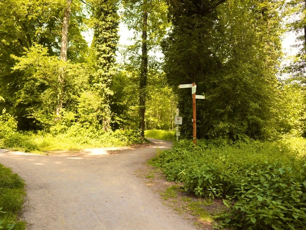Kirchweg Einstiegspunkt Ein idyllischer Waldweg, der sich an einer Weggabelung durch dichtes, grünes Blattwerk schlängelt.