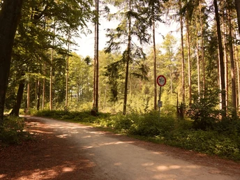 Wanderweg Ein gepflegter Waldweg von hohen Bäumen gesäumt, unter ruhigem Sonnenlicht, lädt zum Spaziergang ein.