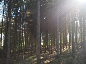 Waldstimmung im Hüggel Sonnenstrahlen durchbrechen die dichten Baumnadeln eines Nadelwaldes am frühen Morgen.