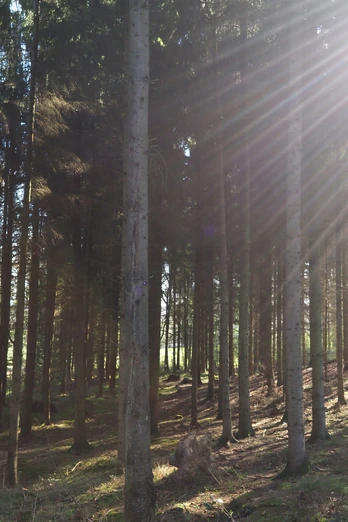 Waldstimmung im Hüggel Sonnenstrahlen durchbrechen die dichten Baumnadeln eines Nadelwaldes am frühen Morgen.Rays of sunlight break through the dense needles of a coniferous forest in the early morning.Solstråler bryder gennem de tætte nåle i en nåleskov tidligt om morgenen.Stralen zonlicht breken door de dichte naalden van een naaldbos in de vroege ochtend.