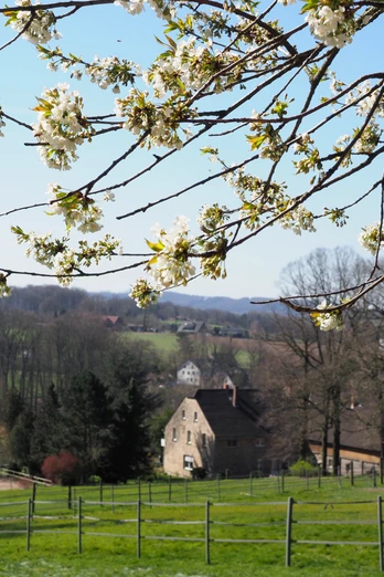 Kirschblüte im Hüggel Blühende Zweige vor einer grünen Hügellandschaft mit einem Bauernhaus im Hintergrund.Flowering branches in front of a green hilly landscape with a farmhouse in the background.Blomstrende grene foran et grønt bakkelandskab med en bondegård i baggrunden.Bloeiende takken voor een groen heuvellandschap met een boerderij op de achtergrond.