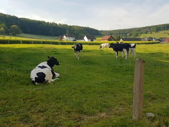 Kühe grasen entspannt auf einer grünen Wiese, umgeben von sanften Hügeln und einzelnen Bauernhäusern.