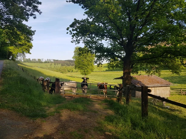 3_wiese_heiligengeisterholz_hx1_stephanberg Kühe stehen hinter einem Zaun auf einer grünen Wiese mit einem alten Holzschuppen und Bäumen.