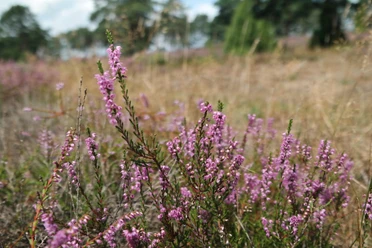 Paarse heide bloeit in een uitgestrekt, zacht heidelandschap.