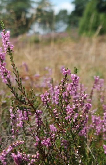 TERRA.track Wacholderhain Lila Heidekraut blüht in einer weitläufigen, sanften Heidelandschaft.Purple heather blooms in an expansive, gentle heath landscape.Lilla lyng blomstrer i et vidtstrakt, blidt hedelandskab.Paarse heide bloeit in een uitgestrekt, zacht heidelandschap.