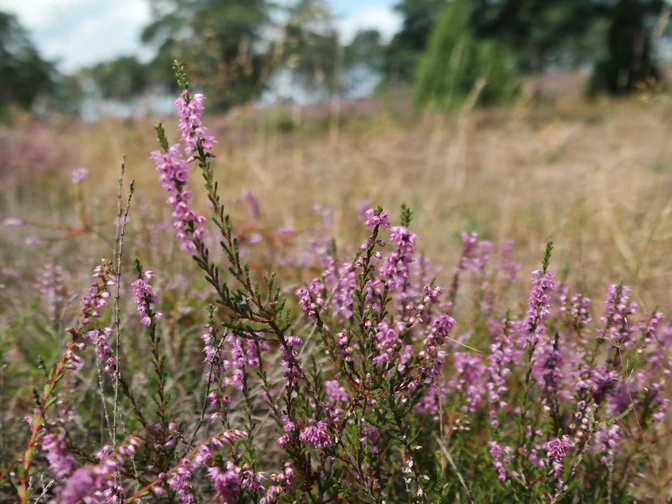 TERRA.track Wacholderhain Lila Heidekraut blüht in einer weitläufigen, sanften Heidelandschaft.Purple heather blooms in an expansive, gentle heath landscape.Lilla lyng blomstrer i et vidtstrakt, blidt hedelandskab.Paarse heide bloeit in een uitgestrekt, zacht heidelandschap.