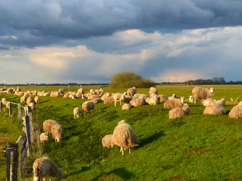 Schafe am Deich Schafe weiden auf einer grünen Wiese unter dramatischem, bewölkten Himmel.Sheep graze on a green meadow under a dramatic, cloudy sky.Fårene græsser på en grøn eng under en dramatisk, overskyet himmel.Schapen grazen op een groene weide onder een dramatische, bewolkte hemel.