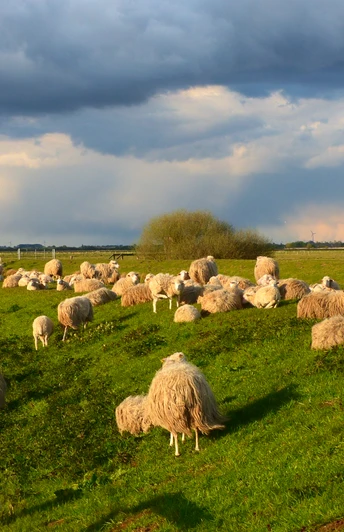 Schafe am Deich Schafe weiden auf einer grünen Wiese unter dramatischem, bewölkten Himmel.
